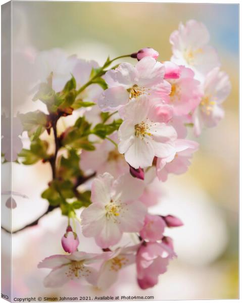 Cherry Blossom Canvas Print by Simon Johnson