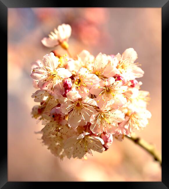 Sunlit Cherry Blossom Framed Print by Simon Johnson
