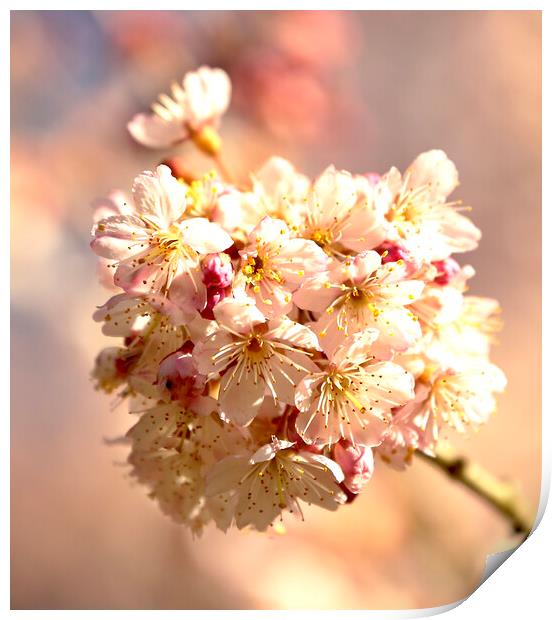 Sunlit Cherry Blossom Print by Simon Johnson