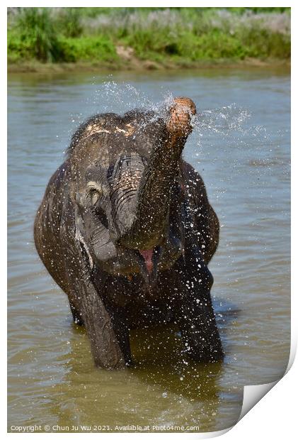 Elephant bath in river in Chiwan national park, Nepal Print by Chun Ju Wu