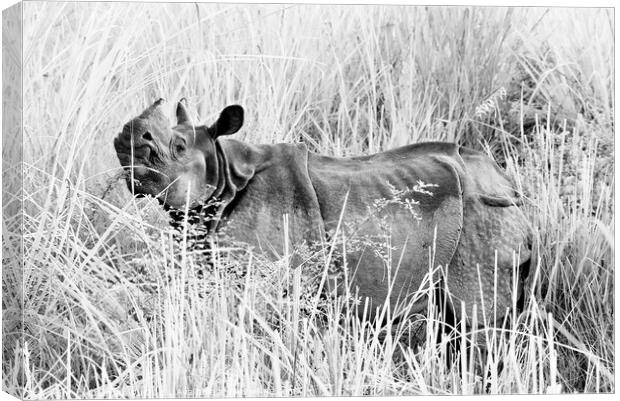 A wild rhino in fields in Chiwan national park, Nepal (black and white) Canvas Print by Chun Ju Wu