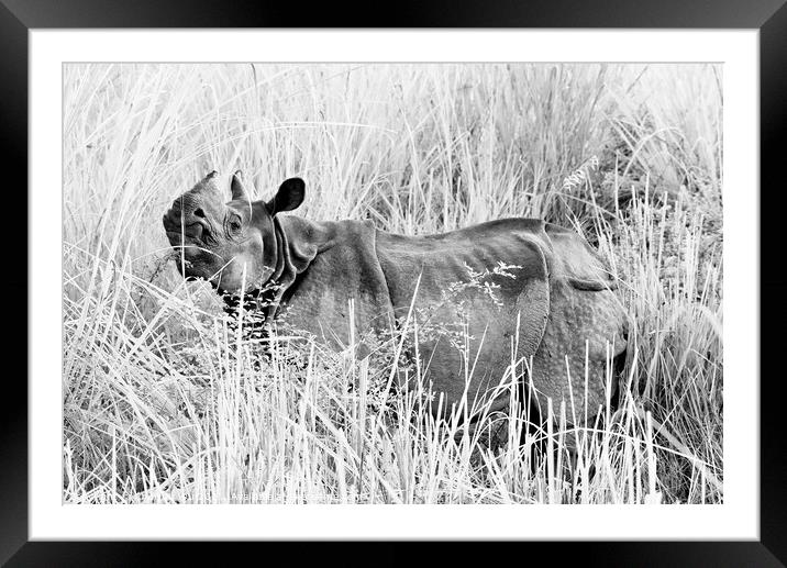 A wild rhino in fields in Chiwan national park, Nepal (black and white) Framed Mounted Print by Chun Ju Wu