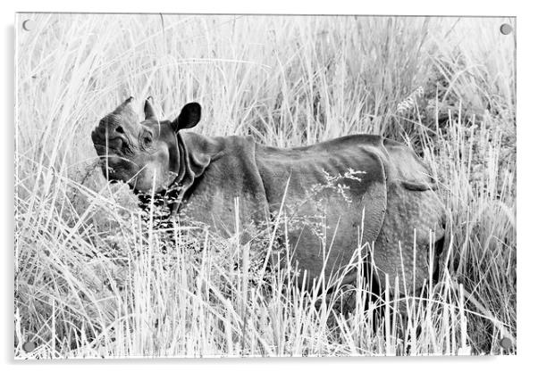 A wild rhino in fields in Chiwan national park, Nepal (black and white) Acrylic by Chun Ju Wu