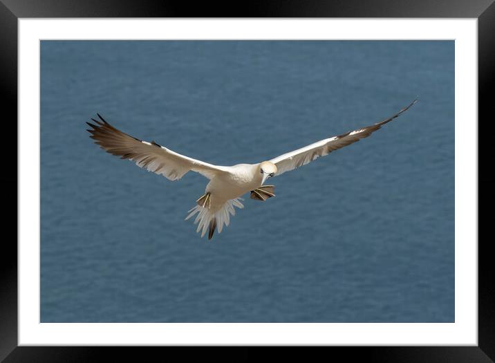 Gannet in flight Framed Mounted Print by Jonathan Thirkell