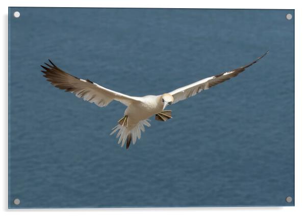 Gannet in flight Acrylic by Jonathan Thirkell