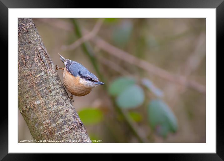 A small bird perched on a tree branch Framed Mounted Print by Jason Atack