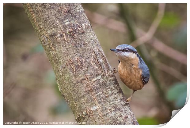 A small bird perched on a tree branch Print by Jason Atack