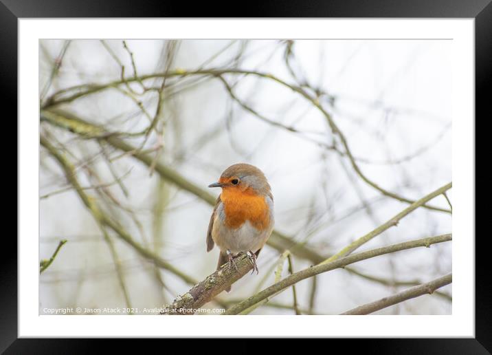 Robin Framed Mounted Print by Jason Atack