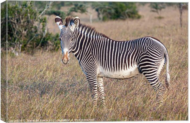 Grevys zebra; Equus grevyi Canvas Print by Steve de Roeck