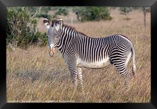 Grevys zebra; Equus grevyi Framed Print by Steve de Roeck