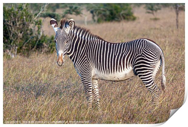 Grevys zebra; Equus grevyi Print by Steve de Roeck