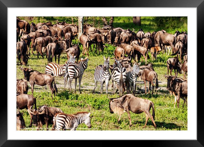 Zebra and Wildebeest Framed Mounted Print by Steve de Roeck