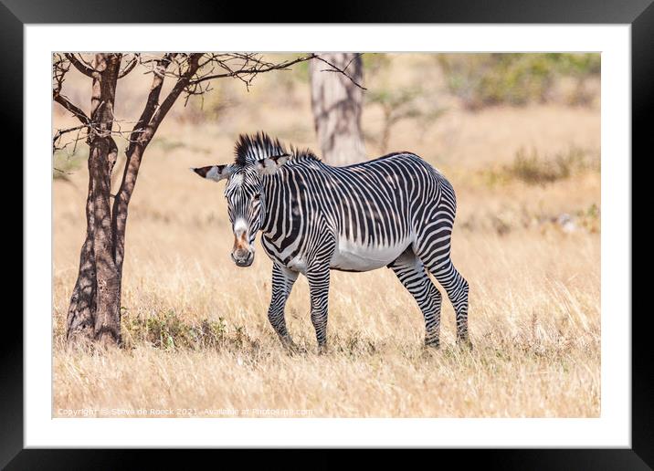 Grevys zebra; Equus grevyi Framed Mounted Print by Steve de Roeck