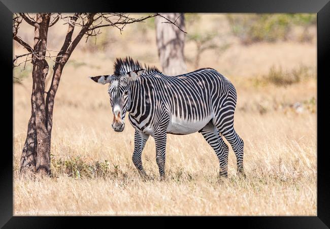 Grevys zebra; Equus grevyi Framed Print by Steve de Roeck