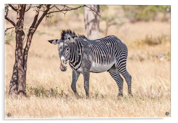 Grevys zebra; Equus grevyi Acrylic by Steve de Roeck
