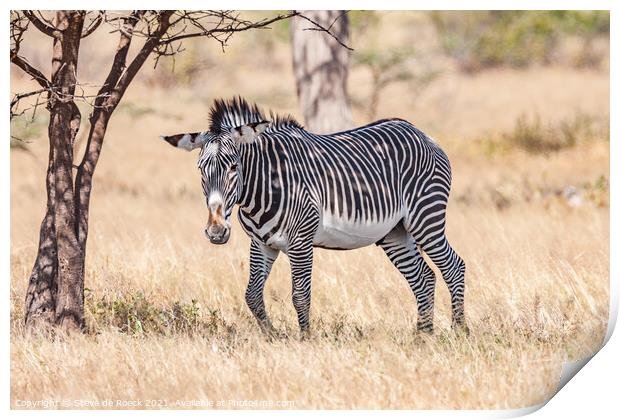 Grevys zebra; Equus grevyi Print by Steve de Roeck