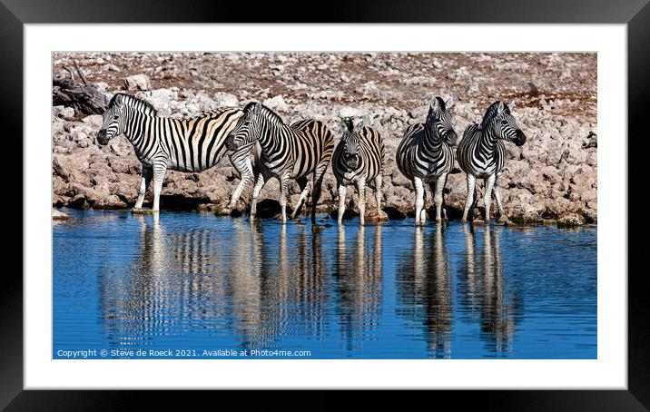 Burchells zebra Equus quagga burchellii Framed Mounted Print by Steve de Roeck