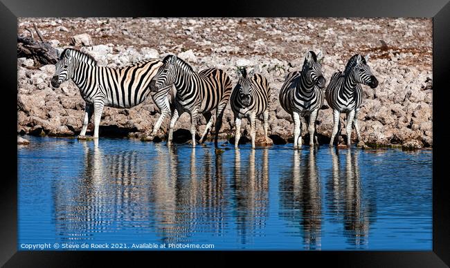 Burchells zebra Equus quagga burchellii Framed Print by Steve de Roeck