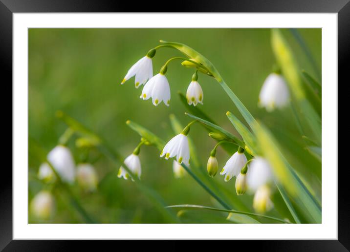 Spring Snowdrops Framed Mounted Print by David Hare