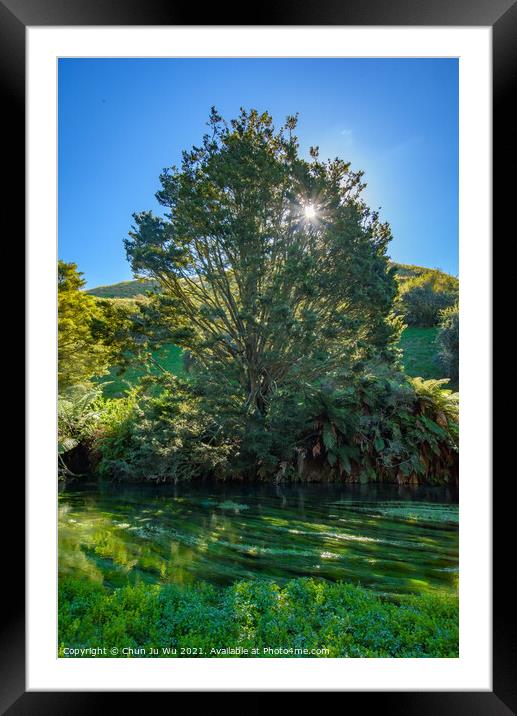 Blue Spring along Te Waihou Walkway in Hamilton, Waikato, New Zealand Framed Mounted Print by Chun Ju Wu