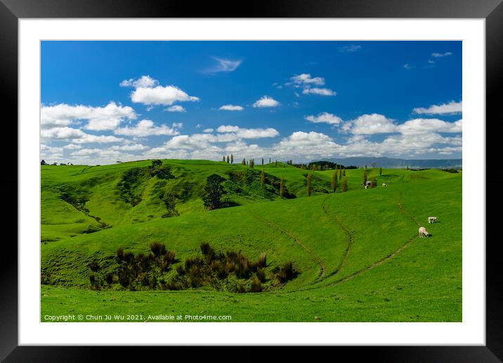 Green hills with sheep and blue sky in New Zealand Framed Mounted Print by Chun Ju Wu