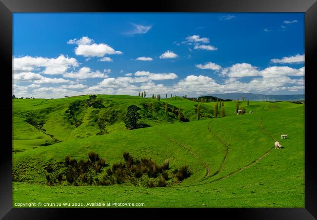 Green hills with sheep and blue sky in New Zealand Framed Print by Chun Ju Wu