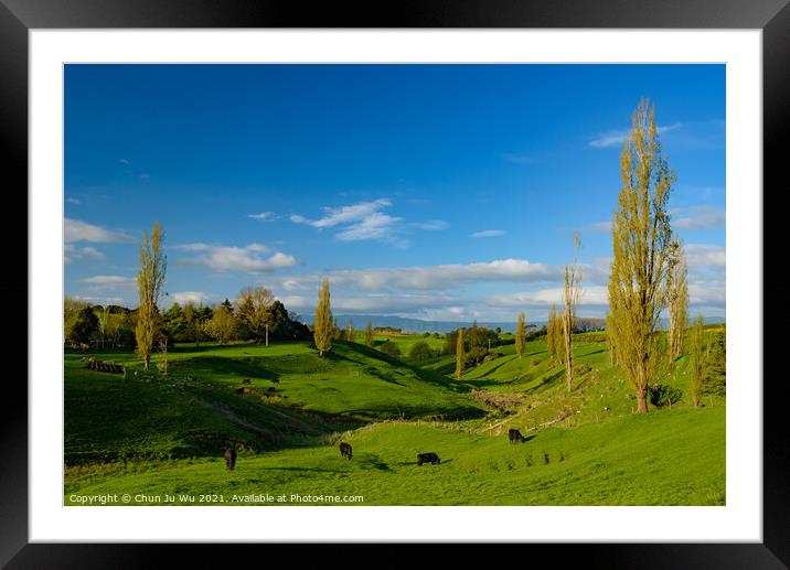 Green hills with cattle and blue sky in New Zealand Framed Mounted Print by Chun Ju Wu