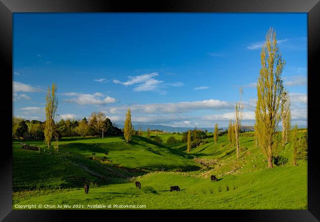 Green hills with cattle and blue sky in New Zealand Framed Print by Chun Ju Wu