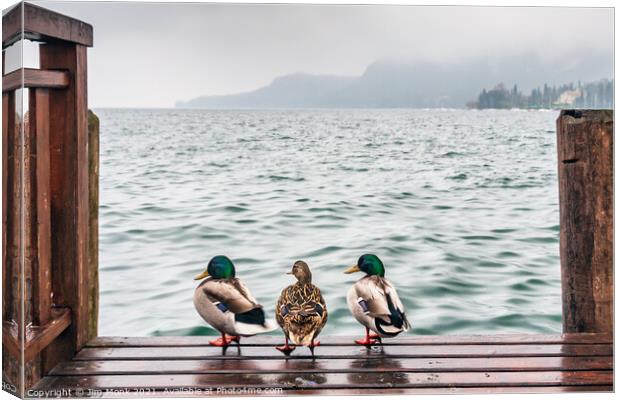 Nice weather for ducks Canvas Print by Jim Monk