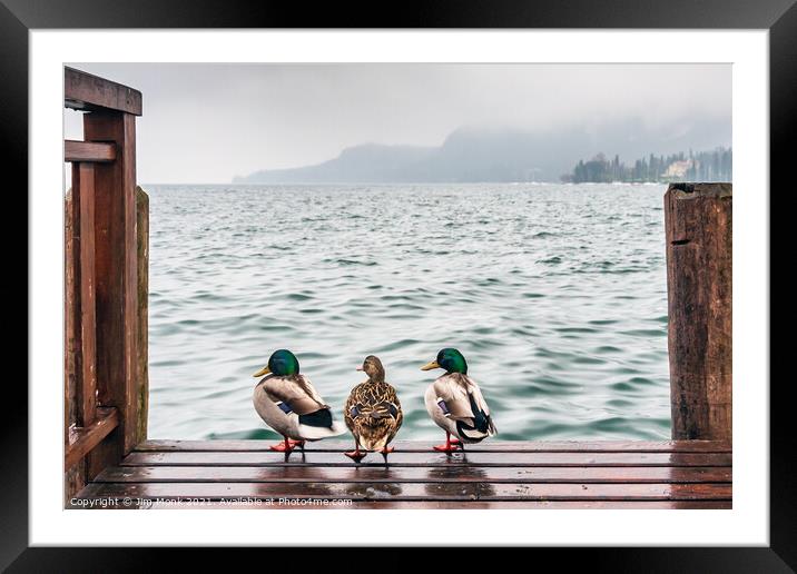 Nice weather for ducks Framed Mounted Print by Jim Monk