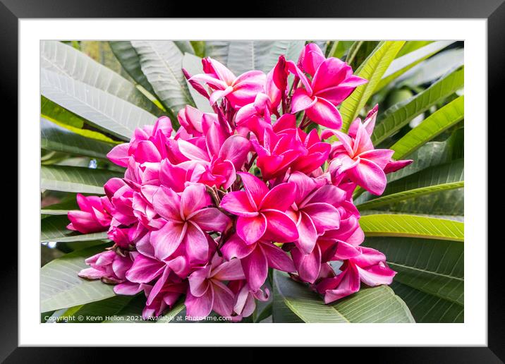 Beautiful Plumeria (frangipani) pink flower Framed Mounted Print by Kevin Hellon
