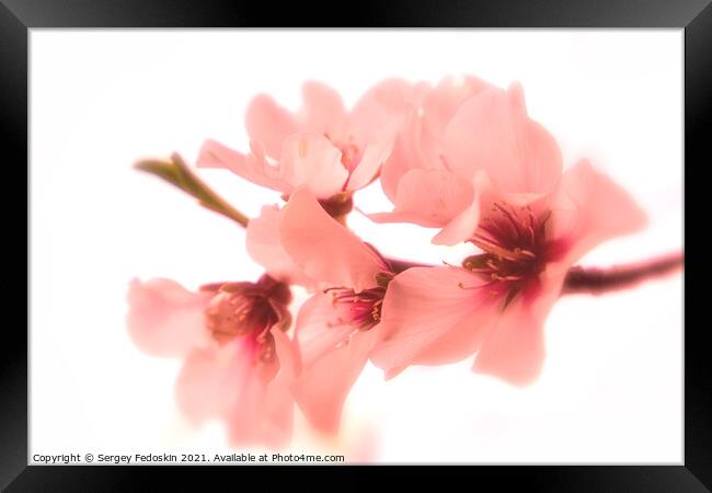 Blossom peach. Spring tree with pink flowers. Framed Print by Sergey Fedoskin
