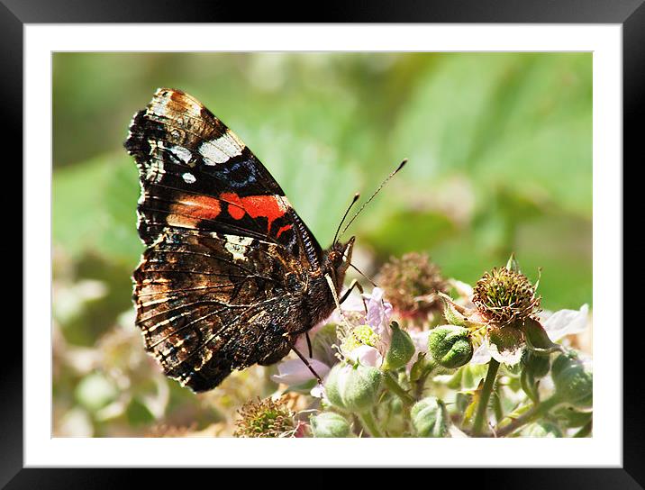 Red Admiral Framed Mounted Print by Keith Thorburn EFIAP/b