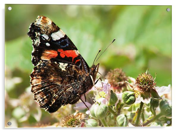 Red Admiral Acrylic by Keith Thorburn EFIAP/b
