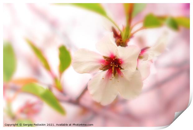 Blossom peach. Spring tree with pink flowers. Print by Sergey Fedoskin