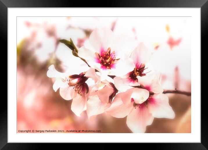 Blossom peach. Spring tree with pink flowers. Framed Mounted Print by Sergey Fedoskin