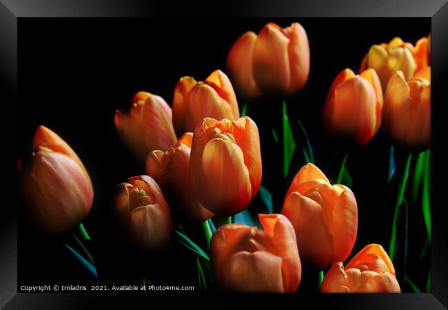 Beautiful Orange Tulips Dark Background Framed Print by Imladris 