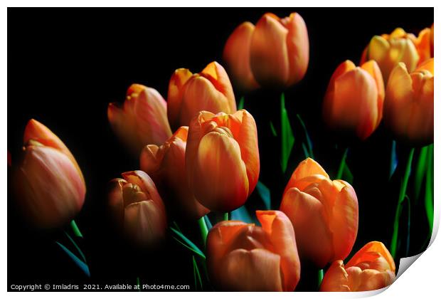 Beautiful Orange Tulips Dark Background Print by Imladris 