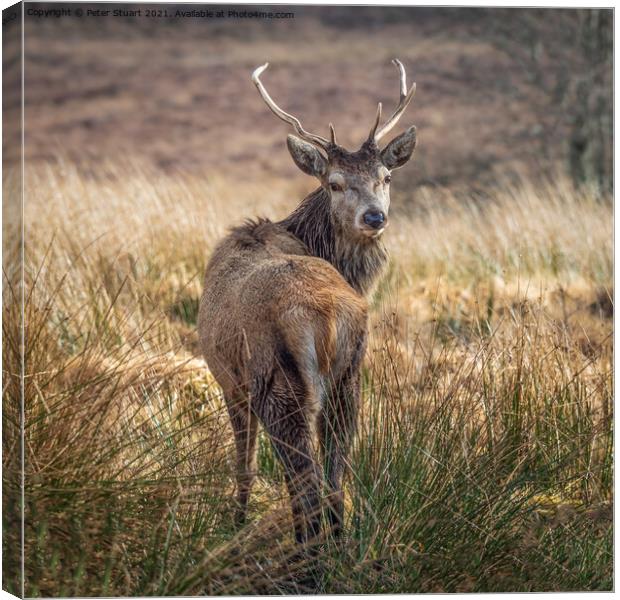 Deer at Ranoch Station Canvas Print by Peter Stuart
