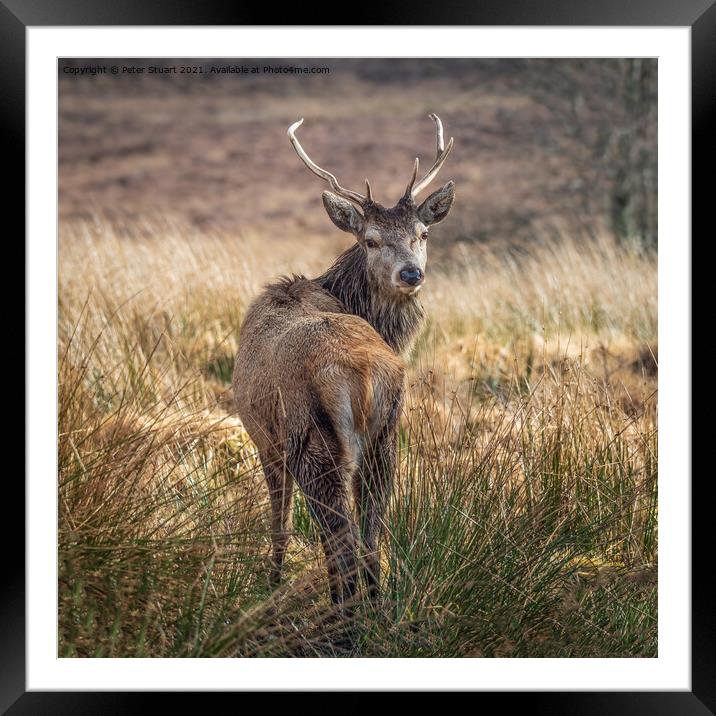 Deer at Ranoch Station Framed Mounted Print by Peter Stuart