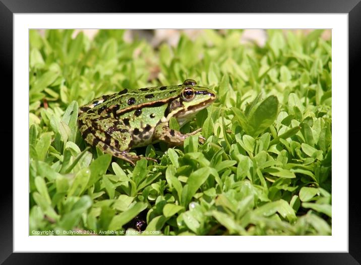 Frog Framed Mounted Print by  Bullysoft