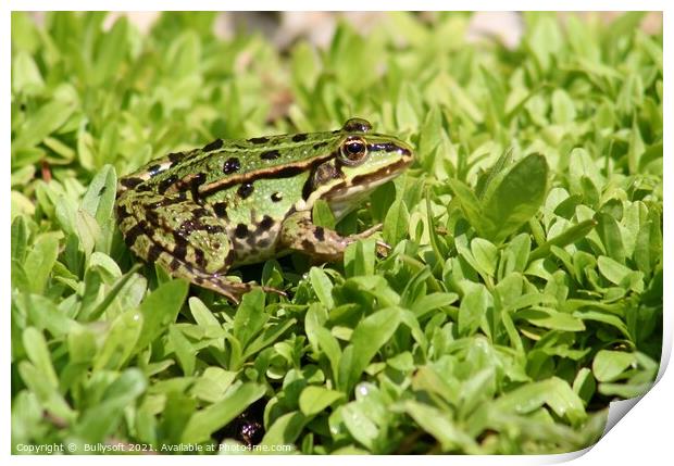 Frog Print by  Bullysoft