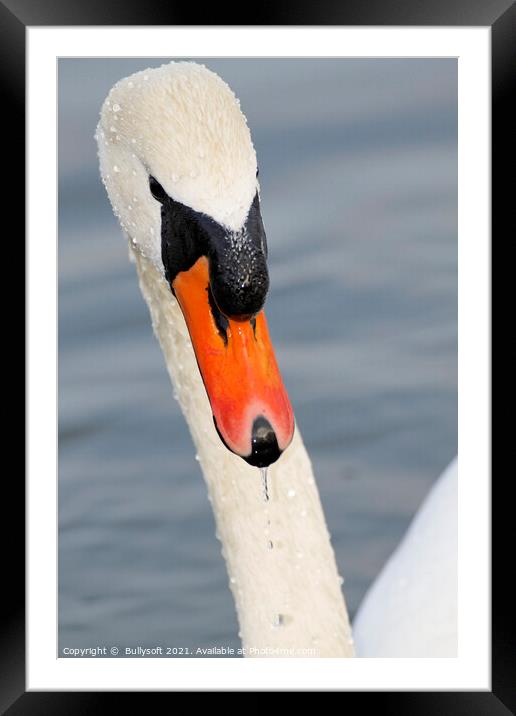 swan Framed Mounted Print by  Bullysoft