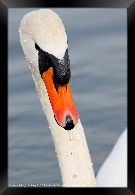 swan Framed Print by  Bullysoft
