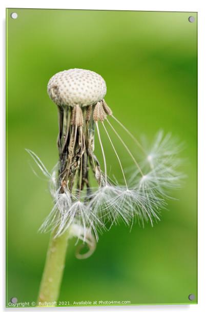 Dandelion Acrylic by  Bullysoft