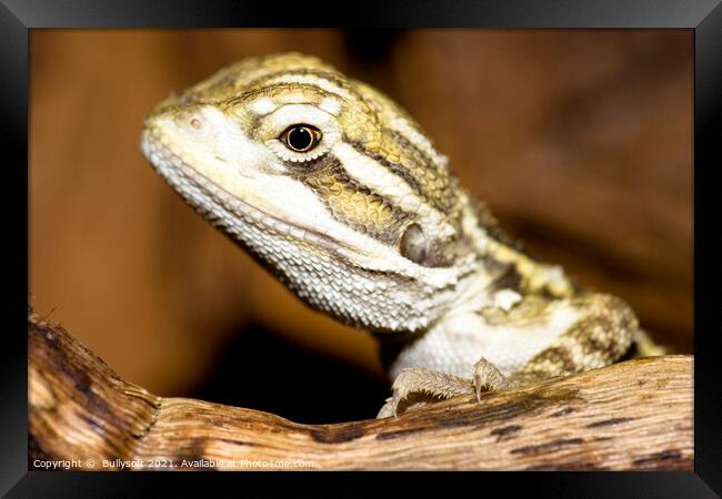 bearded dragon Framed Print by  Bullysoft