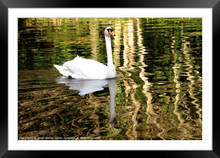 Swan Reflection Framed Mounted Print by Brian Pierce