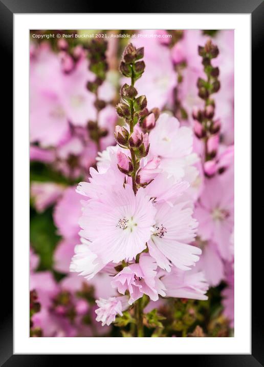 Pink Prairie Mallow Flowers Framed Mounted Print by Pearl Bucknall