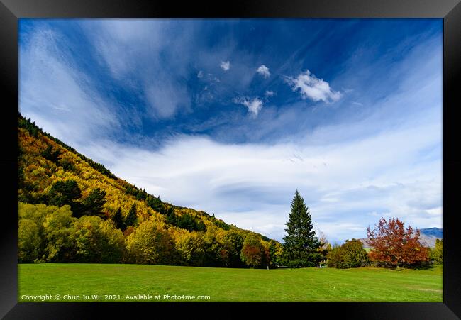 Forest with autumn leaves in Arrowtown, New Zealand Framed Print by Chun Ju Wu