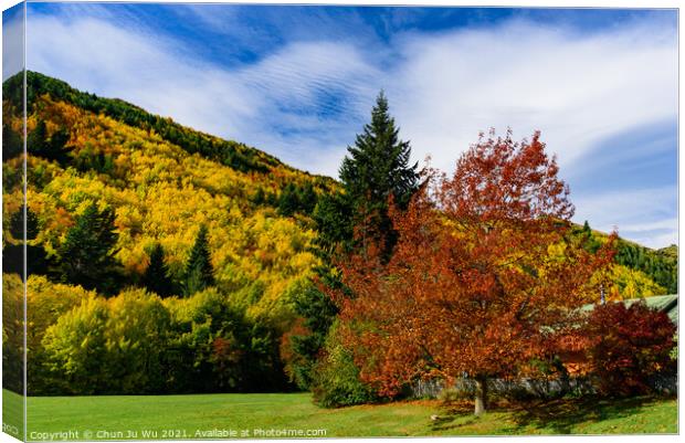 Forest with autumn leaves in Arrowtown, New Zealand Canvas Print by Chun Ju Wu